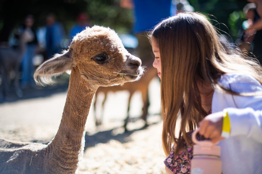 Community connects with local agriculture at FARMstead ED Open Farm Days