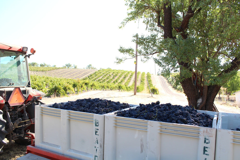 It's Harvest-time here in Paso...