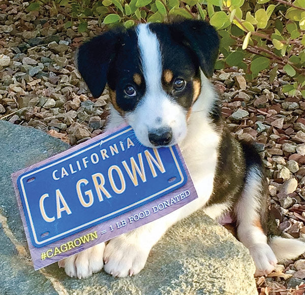 California Farm Bureau Awards Farm Dog of the Year