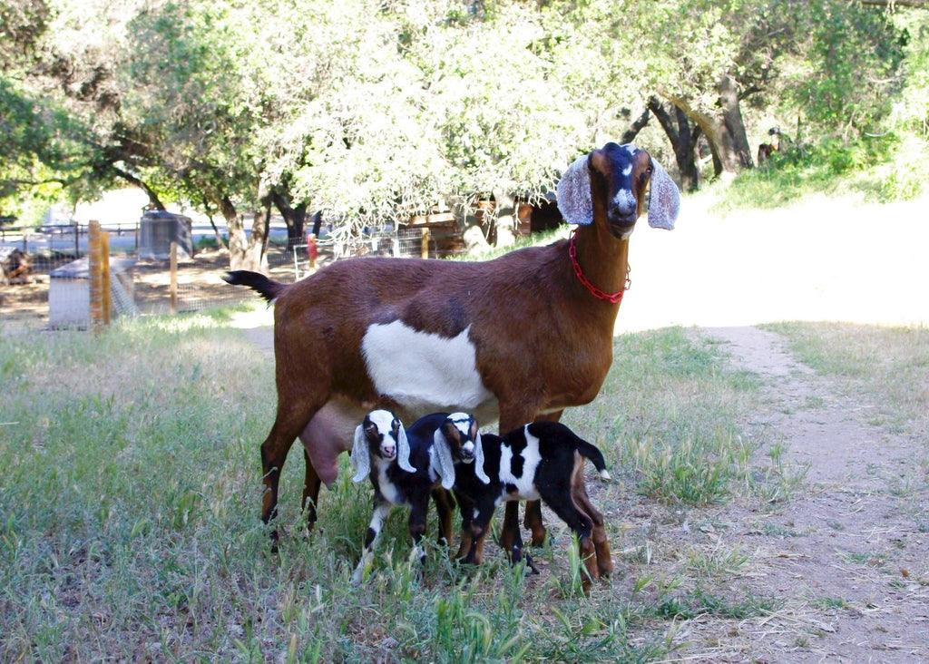 All The Cool "Kids" are Hanging Out on SLO County Farm Trail ~ OC Foodie