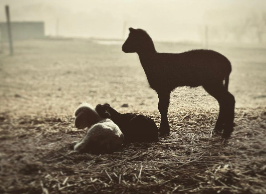 Trails Times: Hello Spring, are you there!?