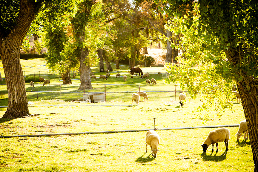 Every Day is Earth Day, on the Farm!