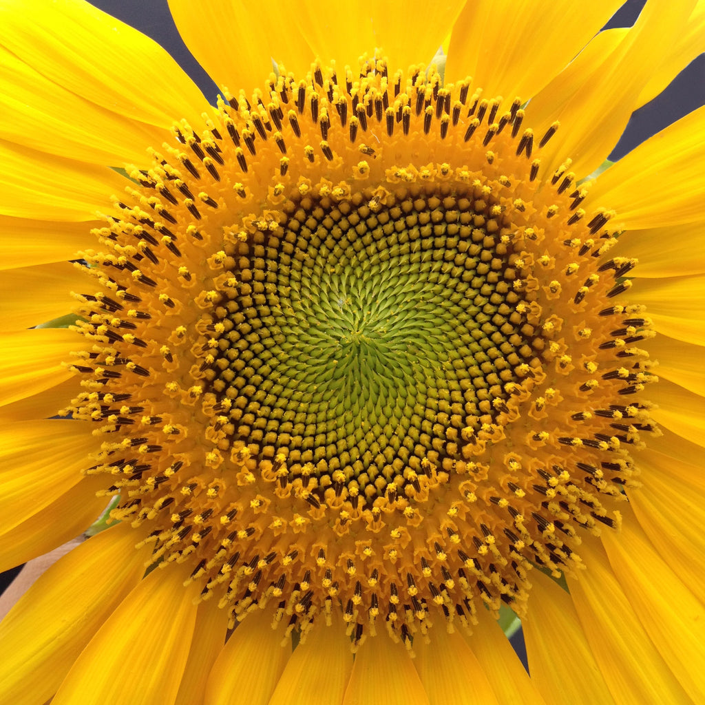 TRAIL TIMES: Summertime Savings 🌻 & NEW Workshops!☀💐