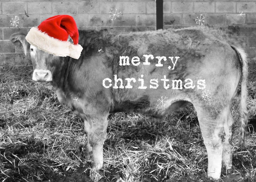 Wishing you the Mooiest of Holiday's...