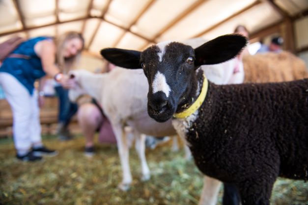 2nd Annual SLO County Open Farm Day shines a light on local agriCULTURE  and infuses Moo-la back into the community.