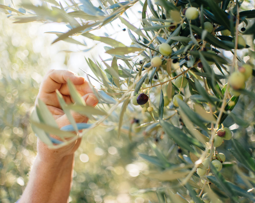 Nature's Neighbor Radio Show:  All About Olives on the Central Coast with Kiler Ridge, Olea Farm & The Groves on 41